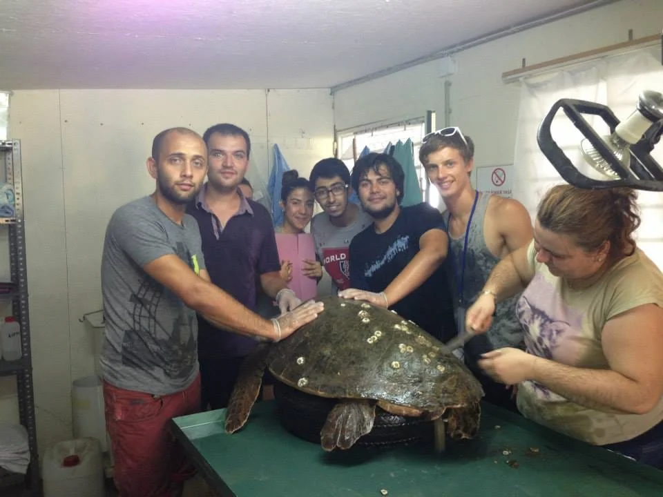 Seven volunteers around a green table in a small rescue-centre room, hands on the barnacle-studded shell of a large loggerhead turtle resting on a tyre while one of them works at its edge with a tool.