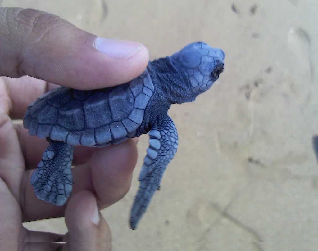 A loggerhead hatchling, blue-grey and no longer than a finger, held between a thumb and forefinger above wet sand, its flippers spread and its head raised.